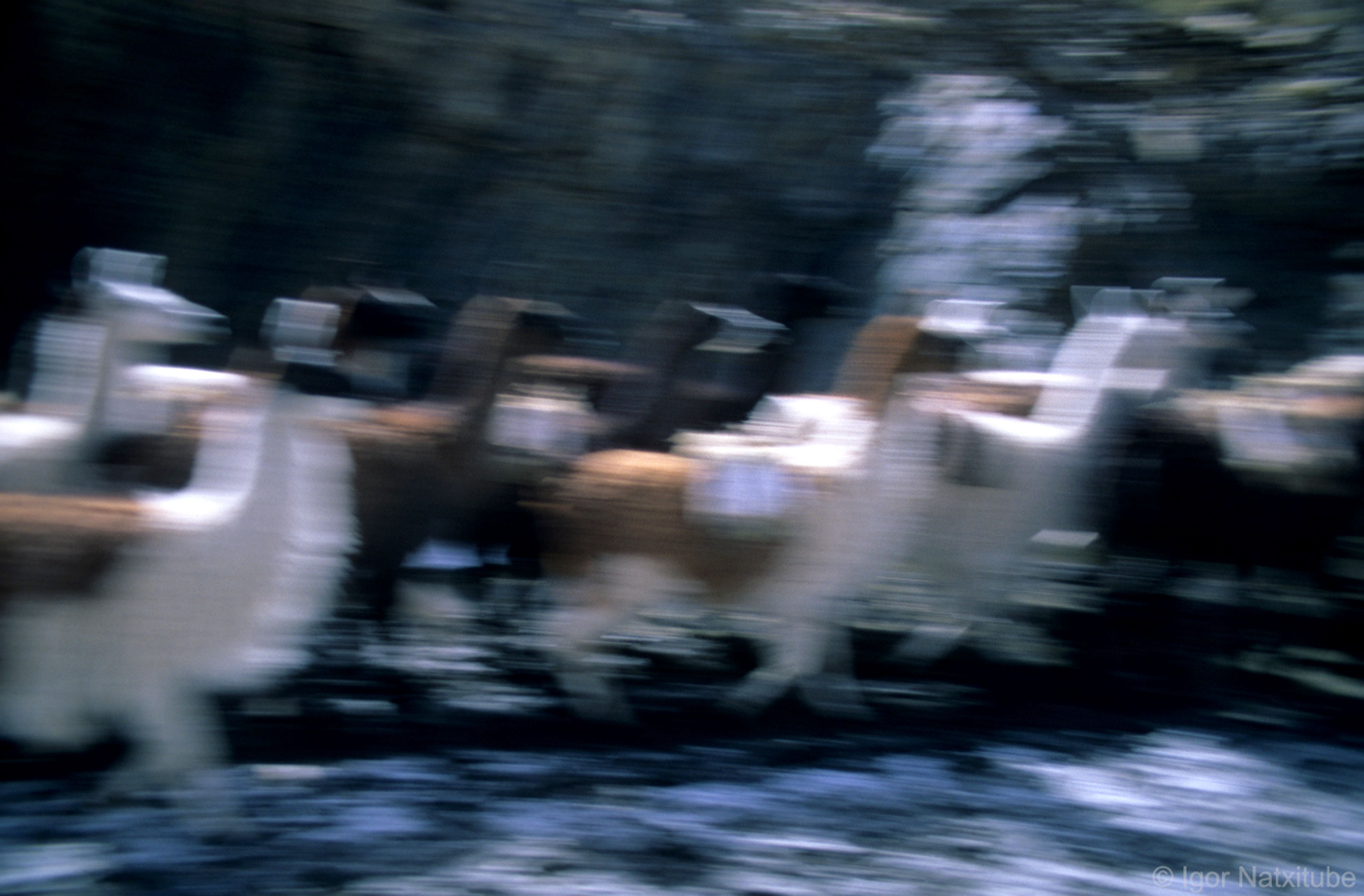LLAMEROS DE SAL - BOLIVIA